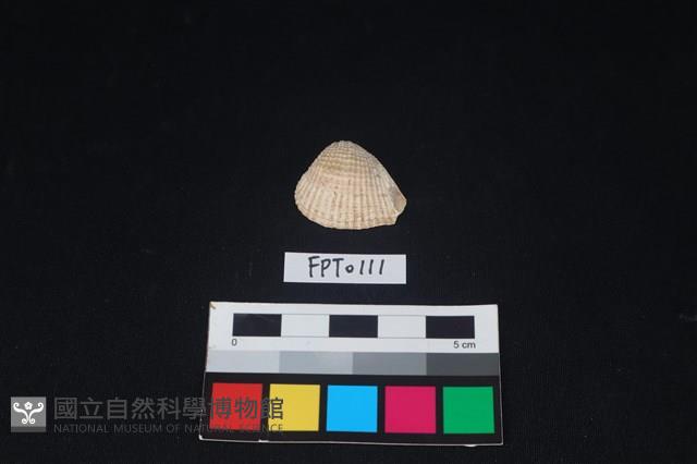 貝殼藏品圖，第1張