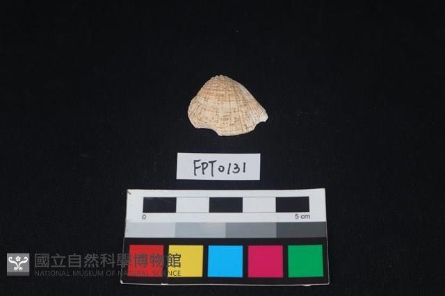 貝殼藏品圖，第1張