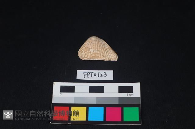 貝殼藏品圖，第1張