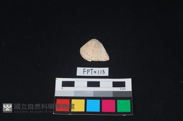 貝殼藏品圖，第1張