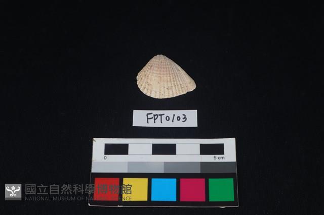 貝殼藏品圖，第1張