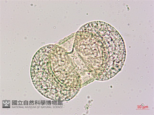 臺灣二葉松藏品圖，第1張