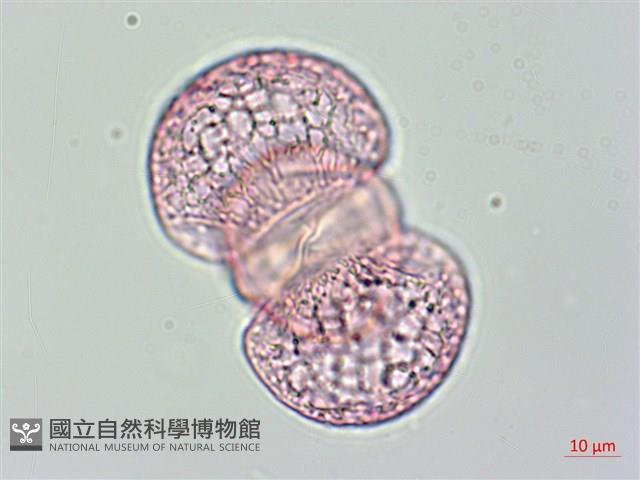 蘭嶼羅漢松藏品圖，第1張