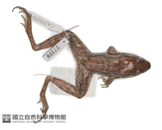 Lin's Music Frog, Lin's Frog, Lin's Harpist Frog, Yunnan Harpist Frog Collection Image, Figure 1, Total 6 Figures