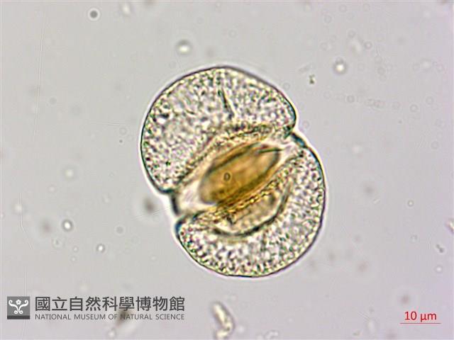 蘭嶼羅漢松藏品圖，第1張