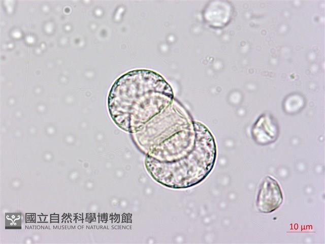 竹柏藏品圖，第1張