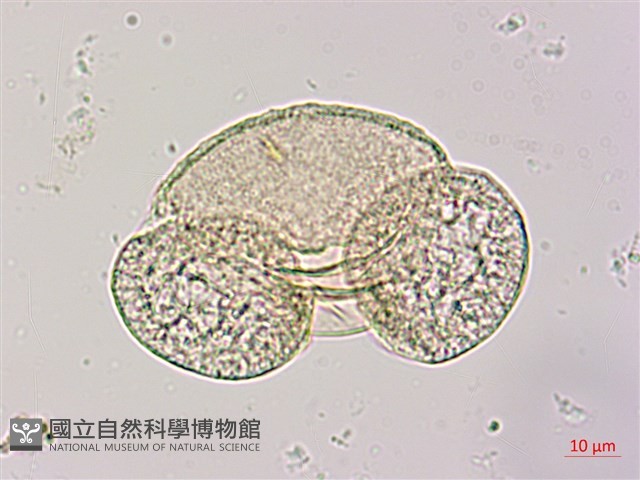 臺灣二葉松藏品圖，第1張