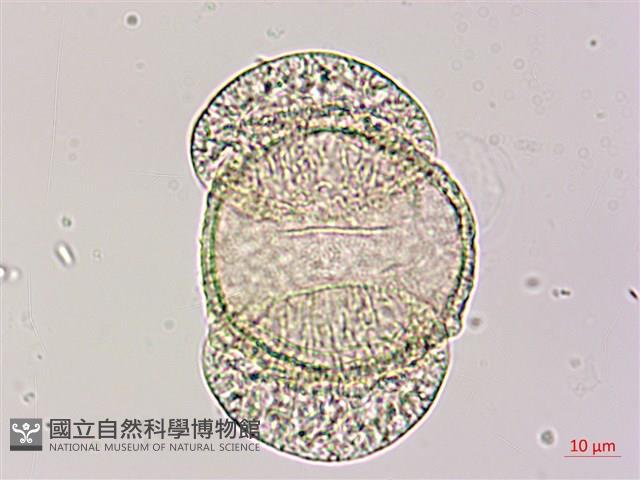 臺灣二葉松藏品圖，第1張