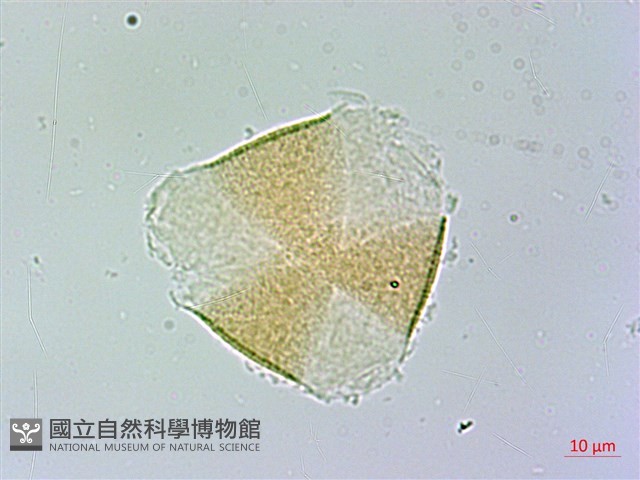 臺灣三角楓藏品圖，第1張