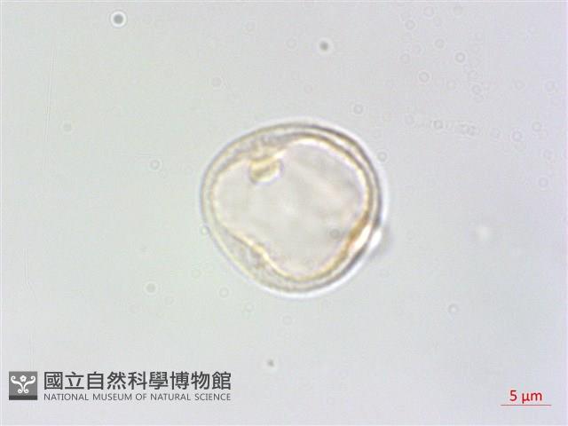 四脈麻藏品圖，第1張