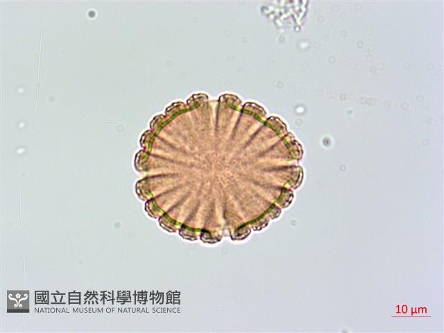 大安水蓑衣藏品圖，第1張