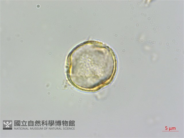 春不老藏品圖，第1張