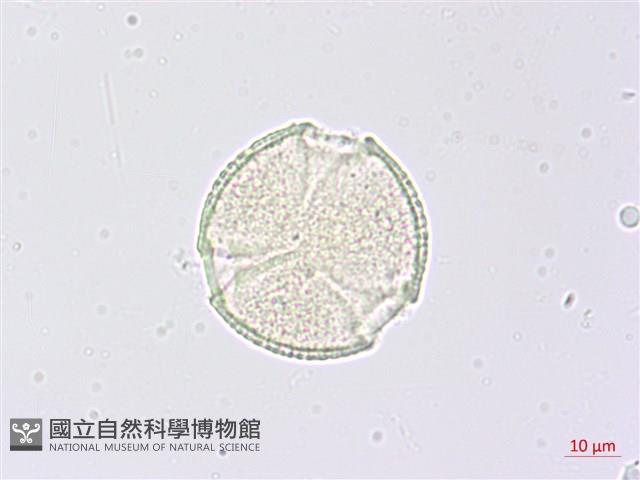 三葉山香圓藏品圖，第1張
