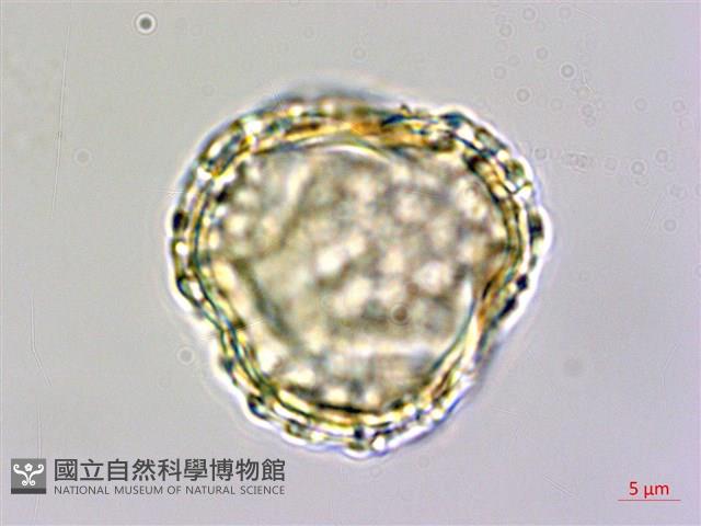 珊瑚樹藏品圖，第1張