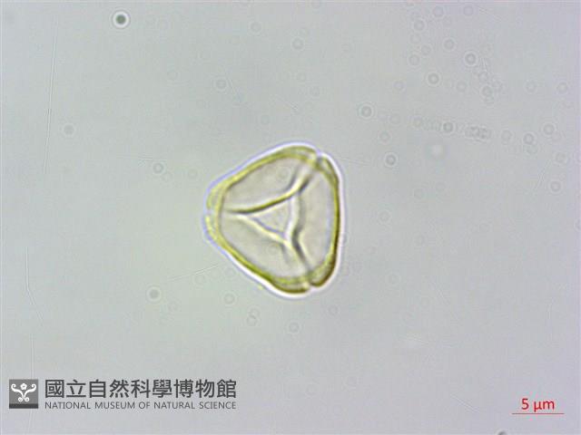 疏脈赤楠藏品圖，第1張