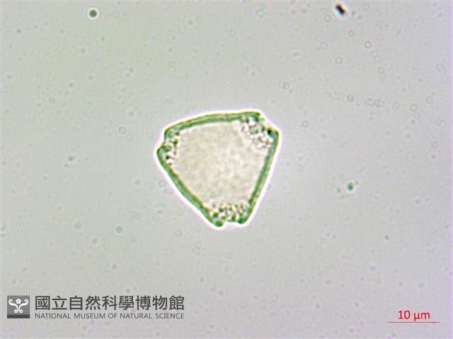 呂宋毛蕊木藏品圖，第1張