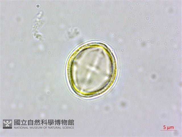 天料木藏品圖，第1張