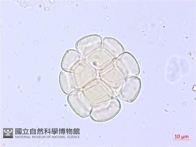 藤相思藏品圖，第1張