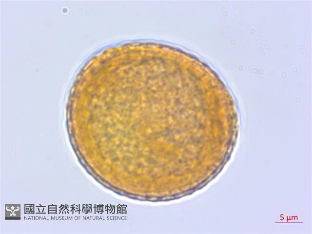 登錄號:BS04199藏品圖，第1張