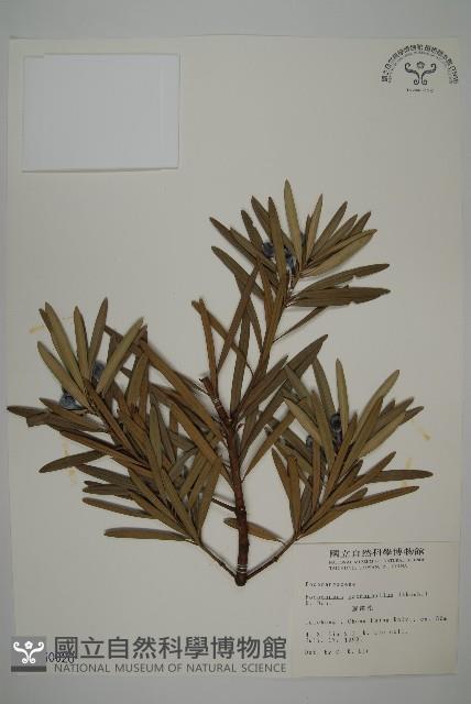 大葉羅漢松藏品圖，第1張