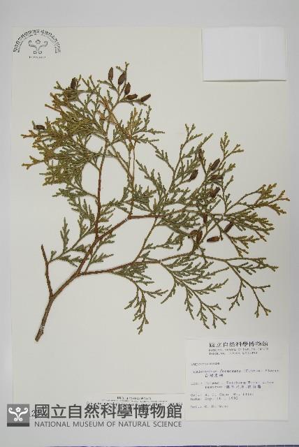 台灣肖楠藏品圖，第1張