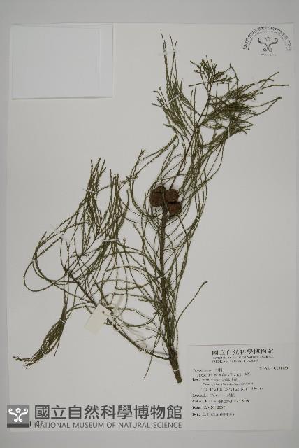 池杉藏品圖，第1張