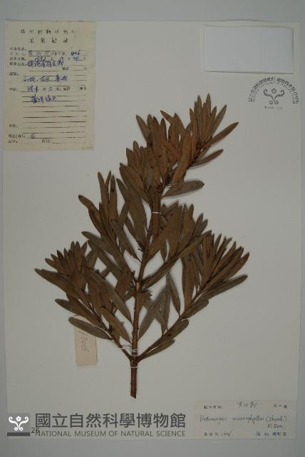 大葉羅漢松藏品圖，第1張