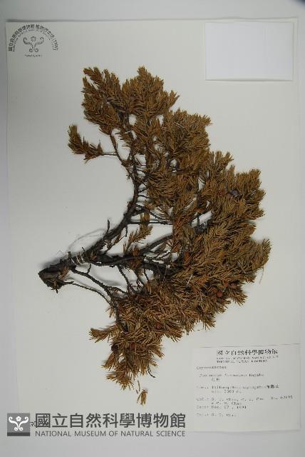刺柏藏品圖，第1張