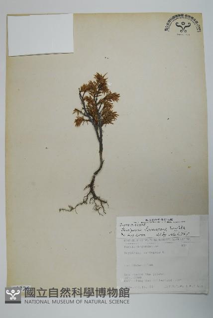 刺柏藏品圖，第1張