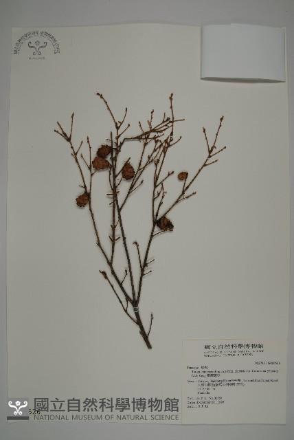 臺灣鐵杉藏品圖，第1張