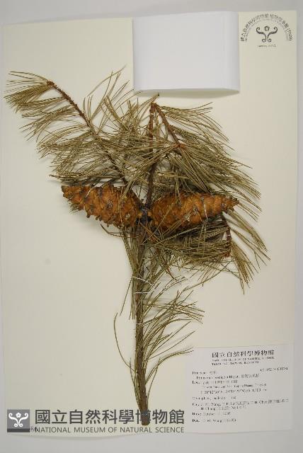 臺灣五葉松藏品圖，第1張