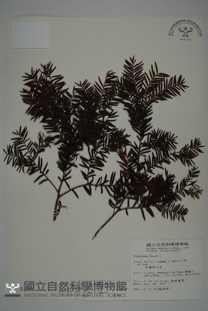 臺灣紅豆杉、紫杉、南方紅豆杉藏品圖，第1張