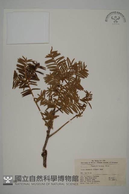 紅豆杉藏品圖，第1張