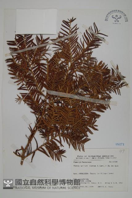 臺灣紅豆杉、紫杉、南方紅豆杉藏品圖，第1張