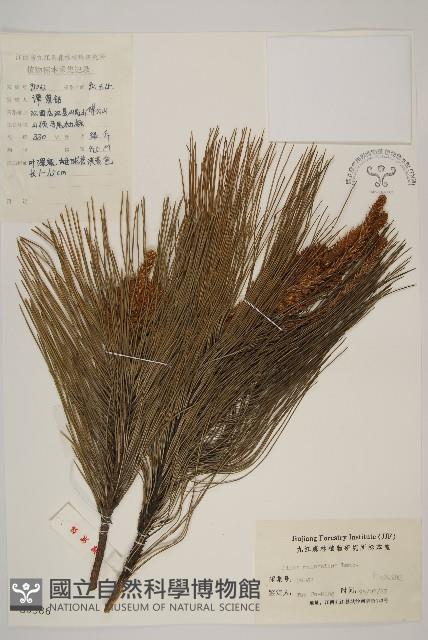 馬尾松藏品圖，第1張