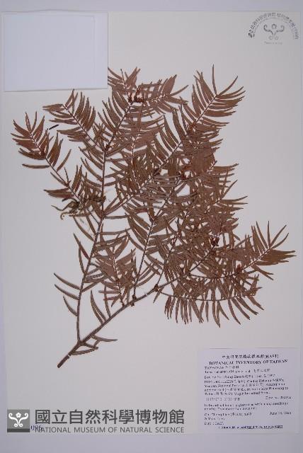 臺灣紅豆杉、紫杉、南方紅豆杉藏品圖，第1張