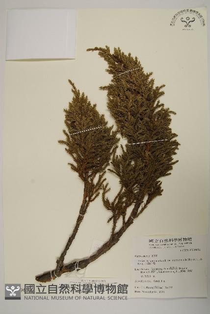 香青藏品圖，第1張