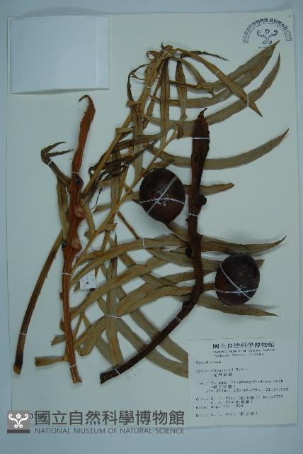 光果蘇鐵藏品圖，第1張