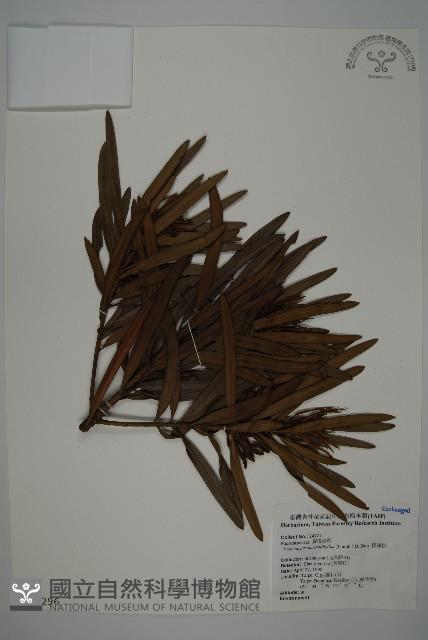 大葉羅漢松藏品圖，第1張