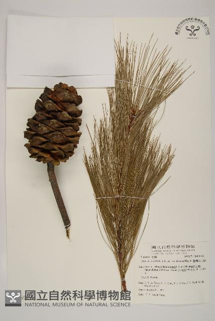 臺灣華山松藏品圖，第1張