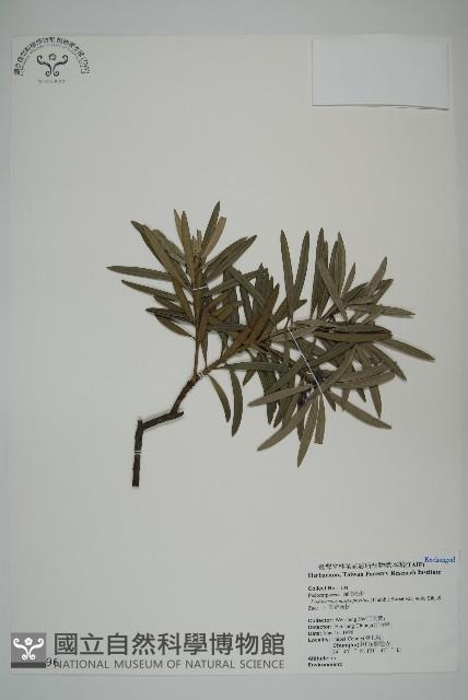 小葉羅漢松藏品圖，第1張