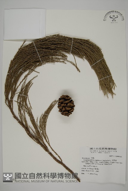 世界爺藏品圖，第1張