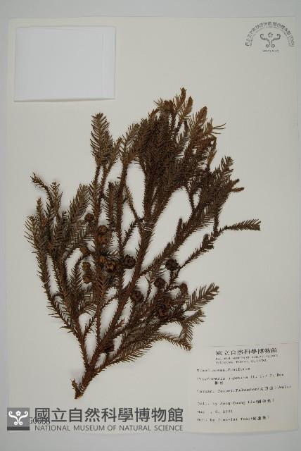 柳杉藏品圖，第1張