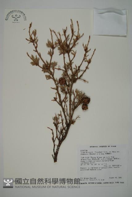 臺灣鐵杉藏品圖，第1張