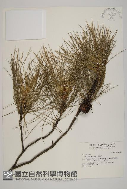 琉球松藏品圖，第1張