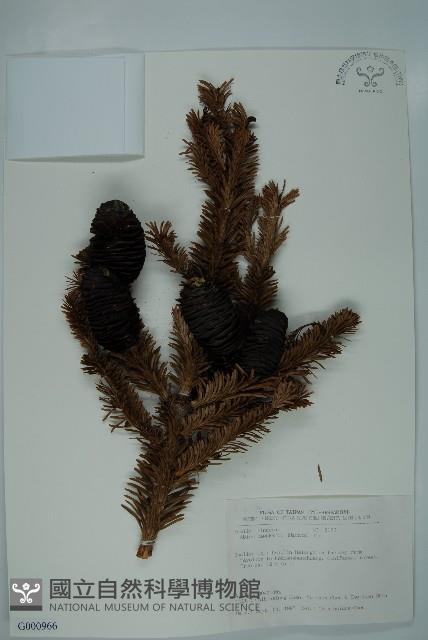 臺灣冷杉藏品圖，第1張