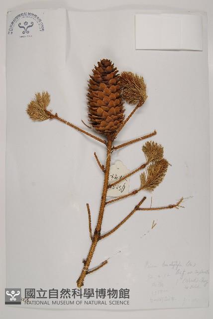 油麥吊雲杉藏品圖，第1張