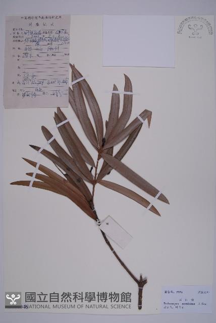 百日青藏品圖，第1張