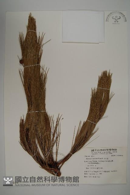 雲南松藏品圖，第1張