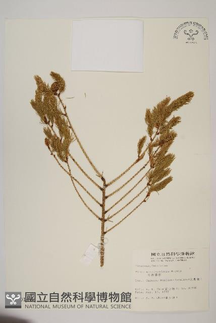 臺灣雲杉藏品圖，第1張